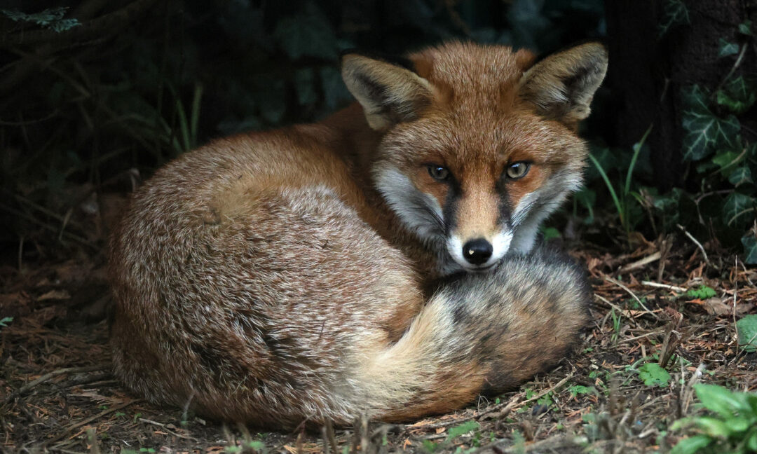 Rotfuchs in Berlin-Johannisthal