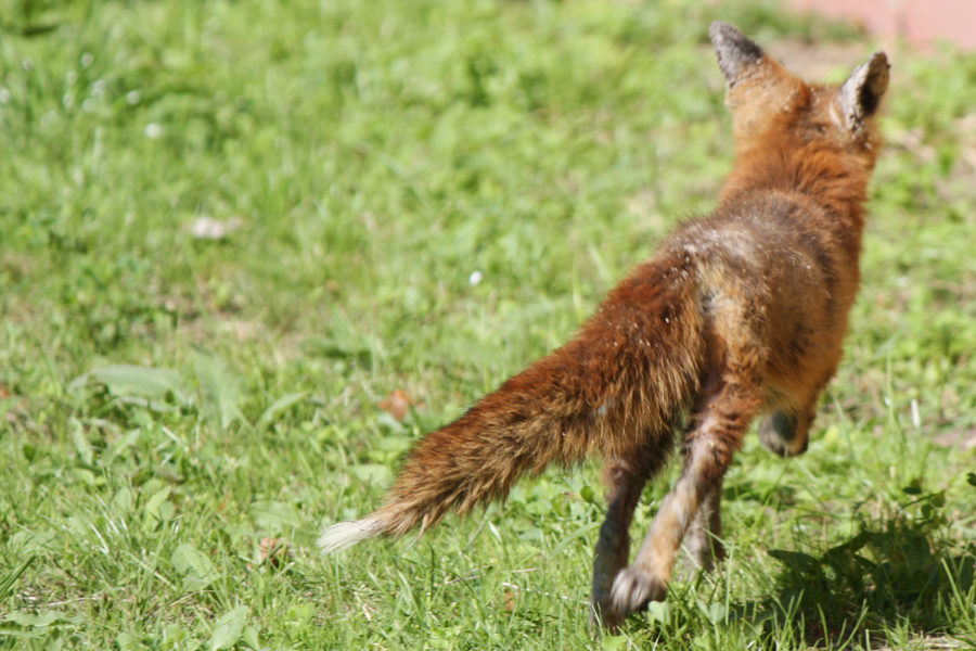 Fuchs Volkspark Friedrichshain Berlin 2011