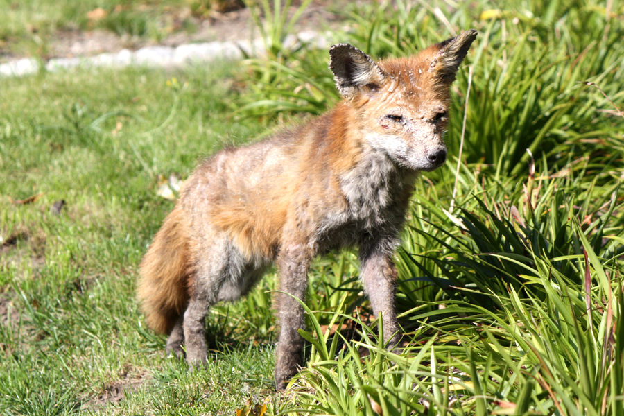 Rotfuchs Volkspark Friedrichshain Berlin 2011