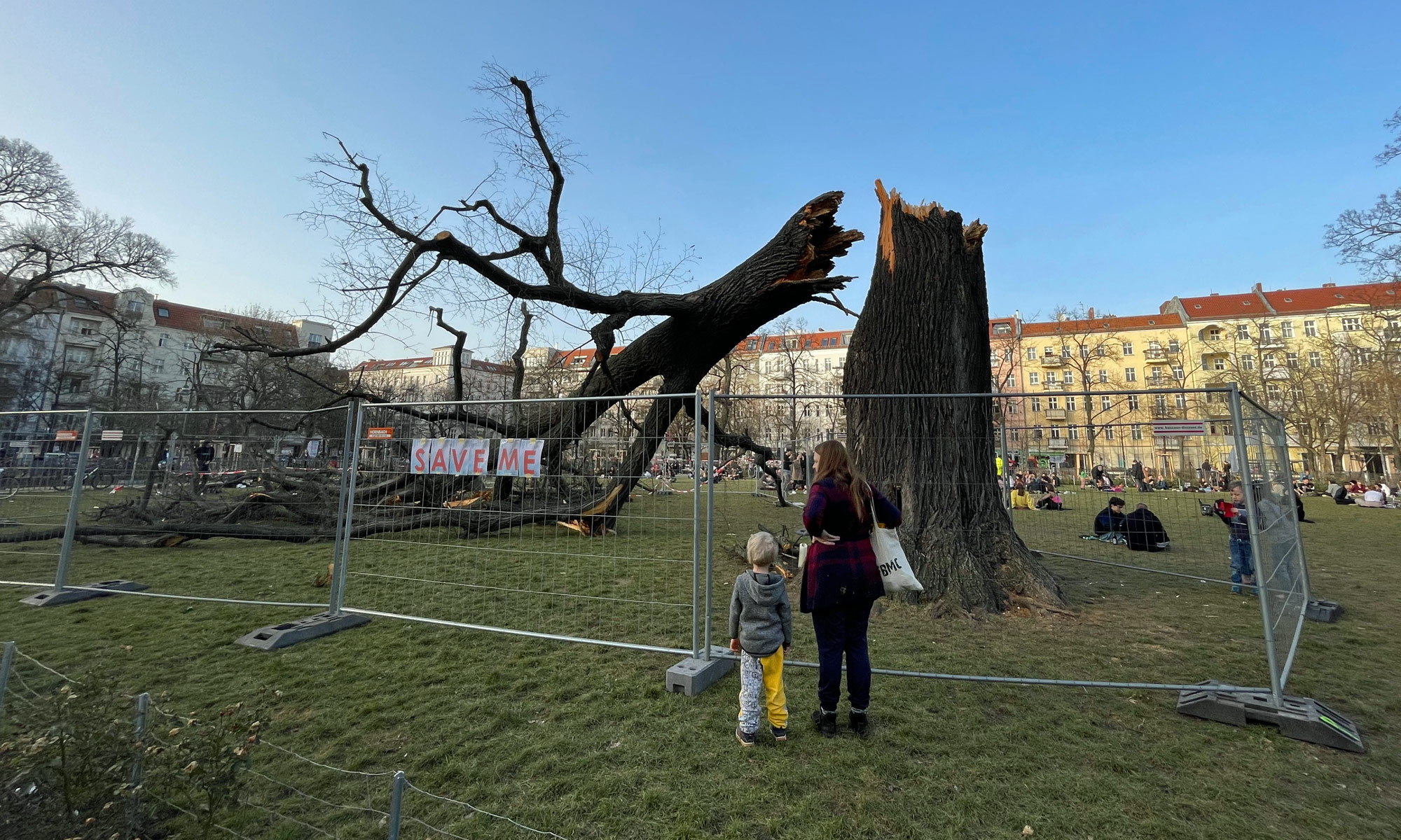 Umgestürtzte Linde auf dem Boxhagener Platz