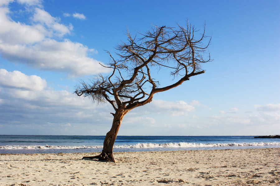 Sa Coma Mallorca Strand Baum 2010